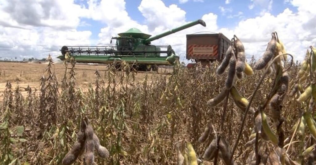 Colheita da soja 2023/24 atinge 15,7%. Veja evolução dos estados