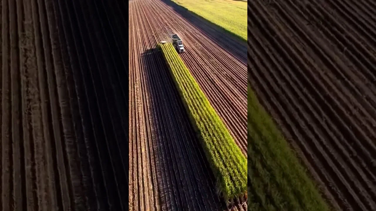 Colheita de Milho Silagem #agrocolheita 7 colheita de milho silagem agrocolheita