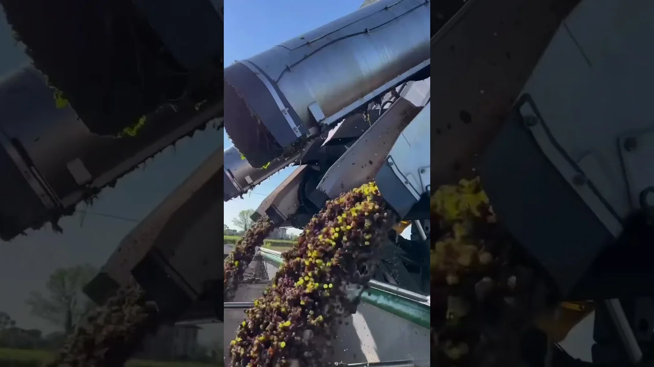 "Colheita de Uva: A Arte da Agricultura" #agro #agricultura 2 colheita de uva a arte da agricultura agro agricultura