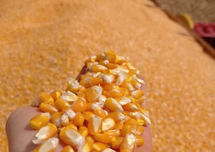 colheita milho pr tudo anuncia otima safra 1