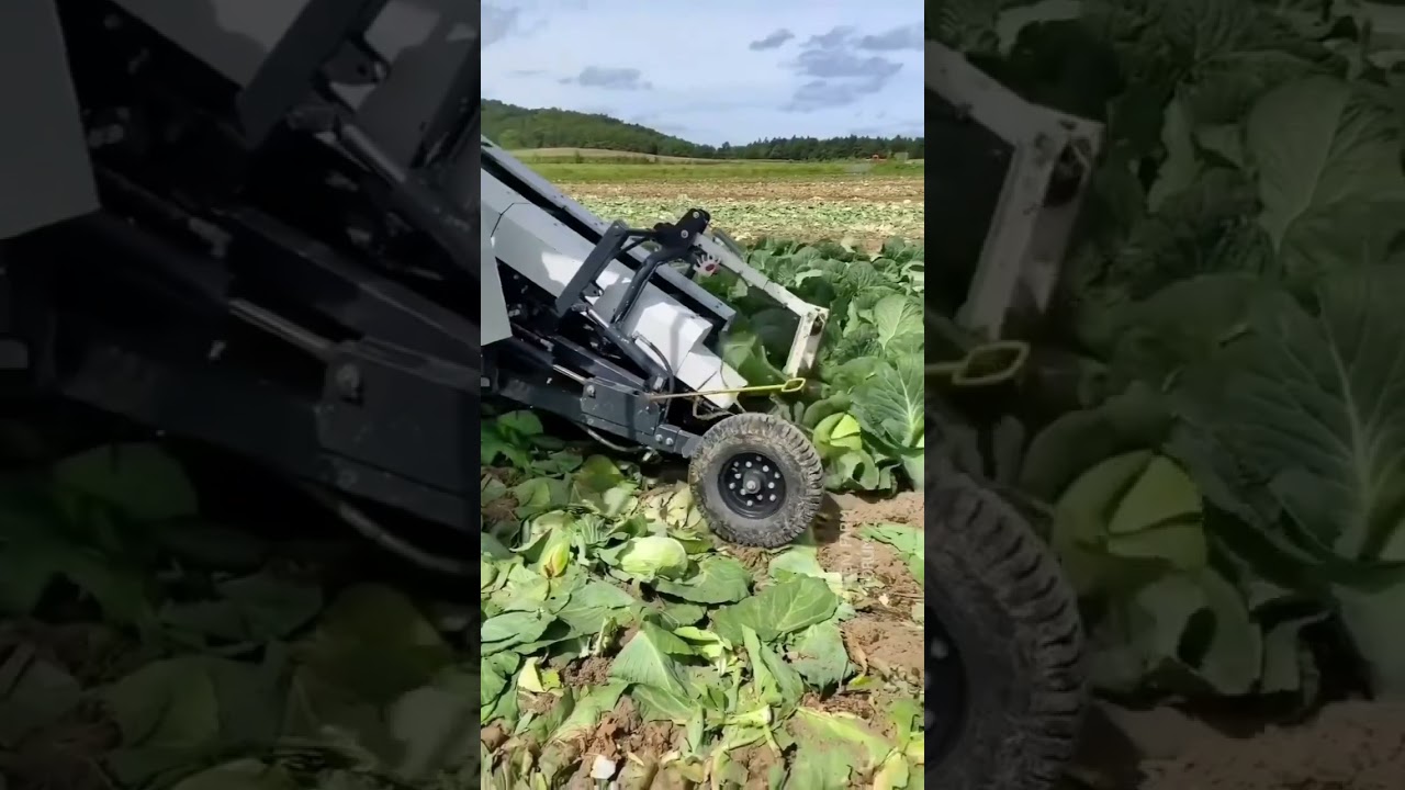 colheitadeira surpreendente para repolho agro agricultura repolho