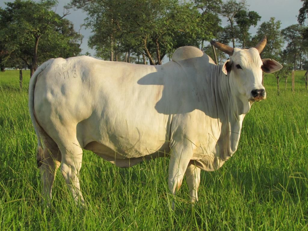 como valorizar as matrizes Nelore na criação