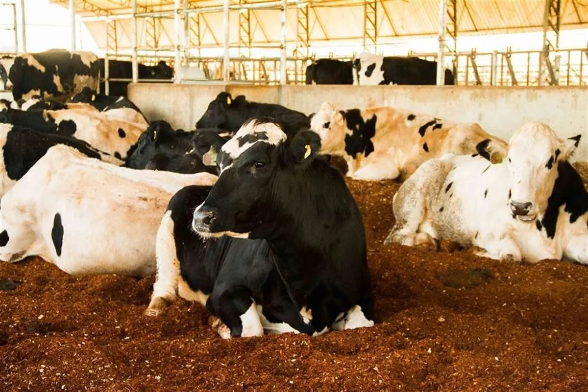 Conforto animal e sua importância em todas as fases da produção