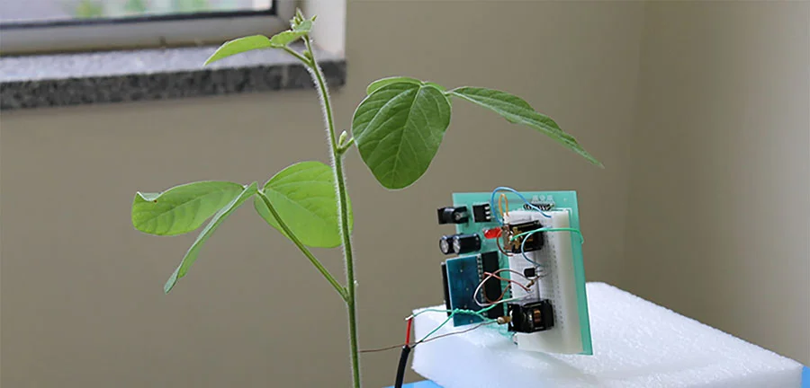 Boletim de Pautas da Empresa Brasileira de Pesquisa Agropecuária, Embrapa – Jornal Dia Dia