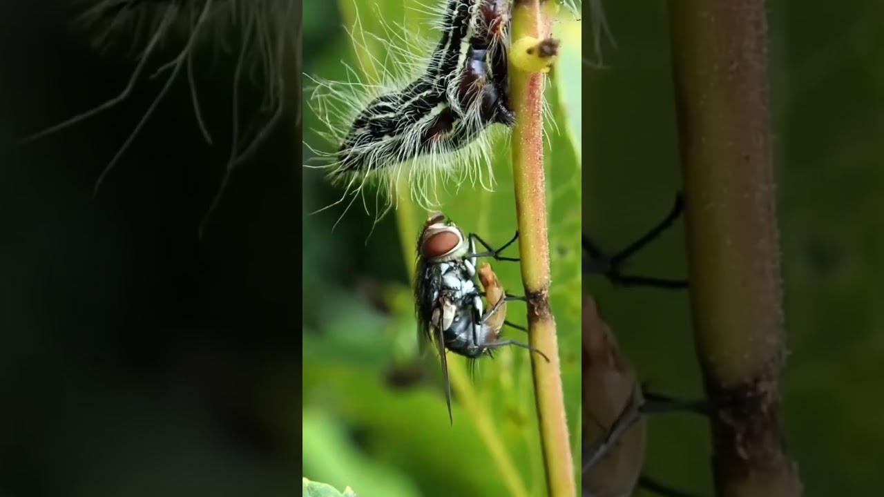 “Controle biológico de pragas: solução sustentável” 🌿🐞 #agro #agronomia
