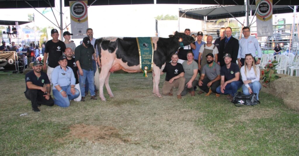 Criadores do RS surpreendem em premiação nacional. 5 Criadores do RS se destacam em premiação nacional de gado