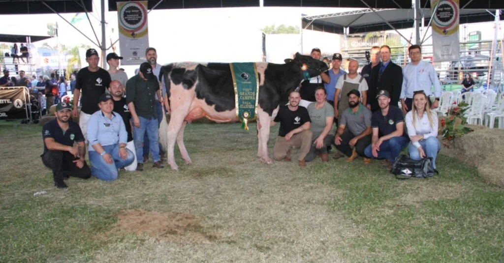 Criadores do RS surpreendem em premiação nacional. 2 Criadores do RS se destacam em premiação nacional de gado