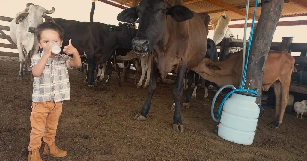 Criança com intolerância à lactose desafia o leite de vaca. 3 Criança com intolerância à lactose consome leite de vaca no sítio