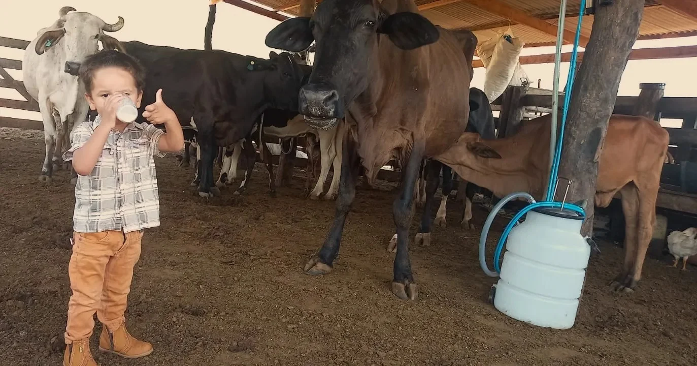 Criança com intolerância à lactose desafia o leite de vaca. 5 Criança com intolerância à lactose consome leite de vaca no sítio