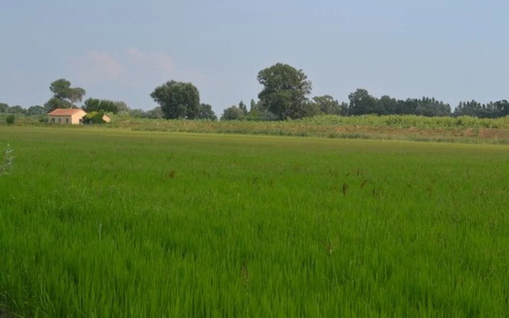 Crise na agricultura: entenda o impacto da quebra da safra e do recuo dos grãos no arrendamento de terras. 8 Quebra da safra e recuo dos grãos afetam arrendamento de terras; entenda | Agricultura