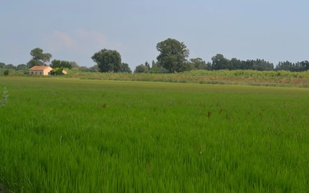 Crise na agricultura: entenda o impacto da quebra da safra e do recuo dos grãos no arrendamento de terras. 1 Quebra da safra e recuo dos grãos afetam arrendamento de terras; entenda | Agricultura