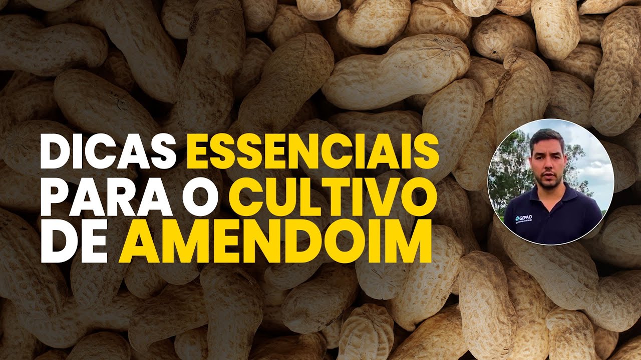 cultivo de amendoin dicas essenciais