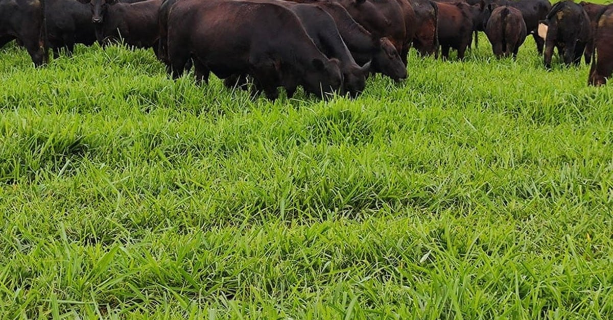Cultivar de capim mostra bom desempenho ao anteceder a soja