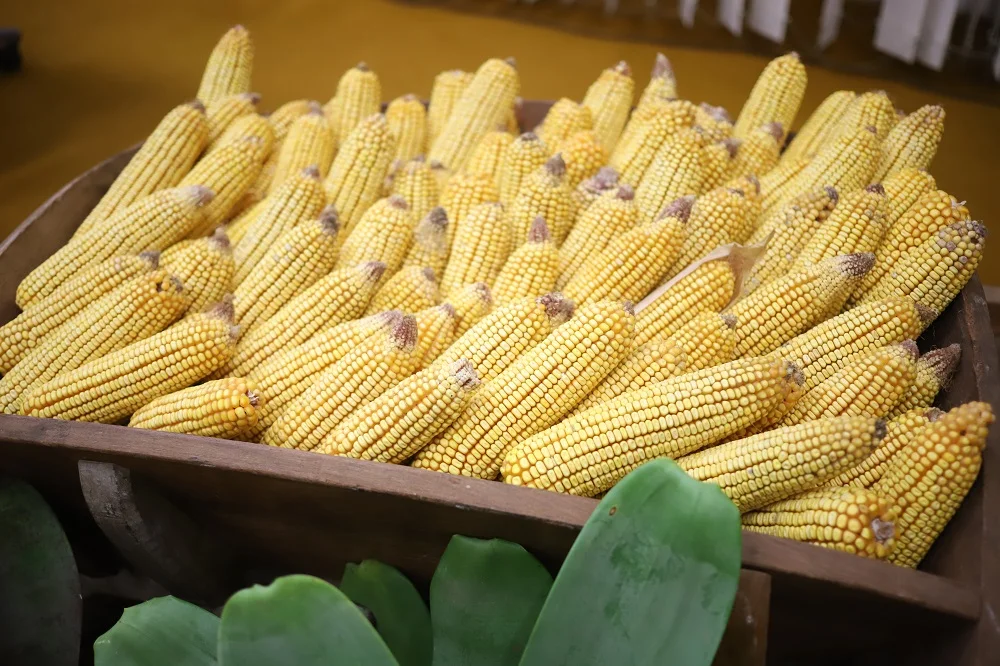 Cultivo de milho e sorgo e controle de moscas: Terra Sul tem as respostas 1 Cultivo do milho e do sorgo no Sul do País e controle de moscas que atacam frutíferas são assuntos do Terra Sul