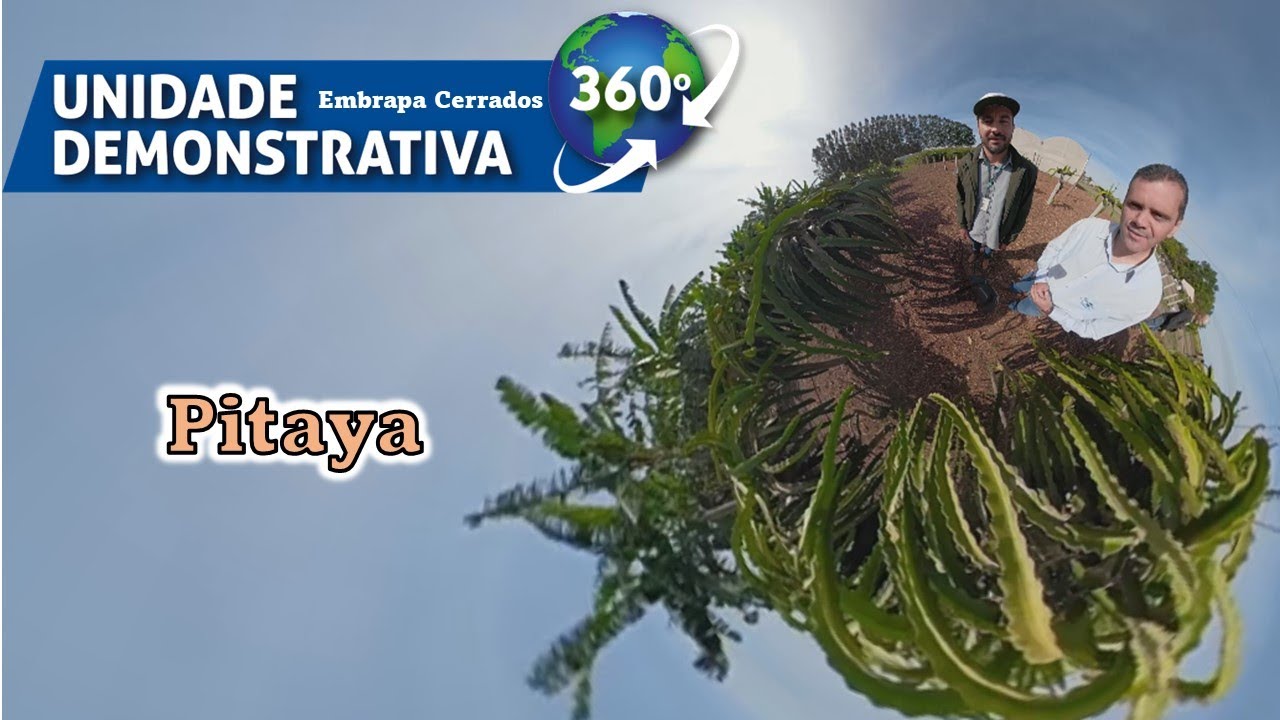 Cultivo de Pitayas – Unidade Demonstrativa 360 graus
