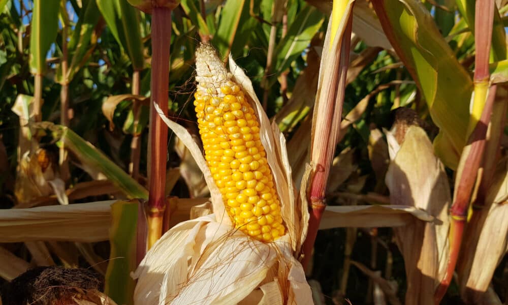 aprenda o passo a passo de cultivo e o que pode plantar junto