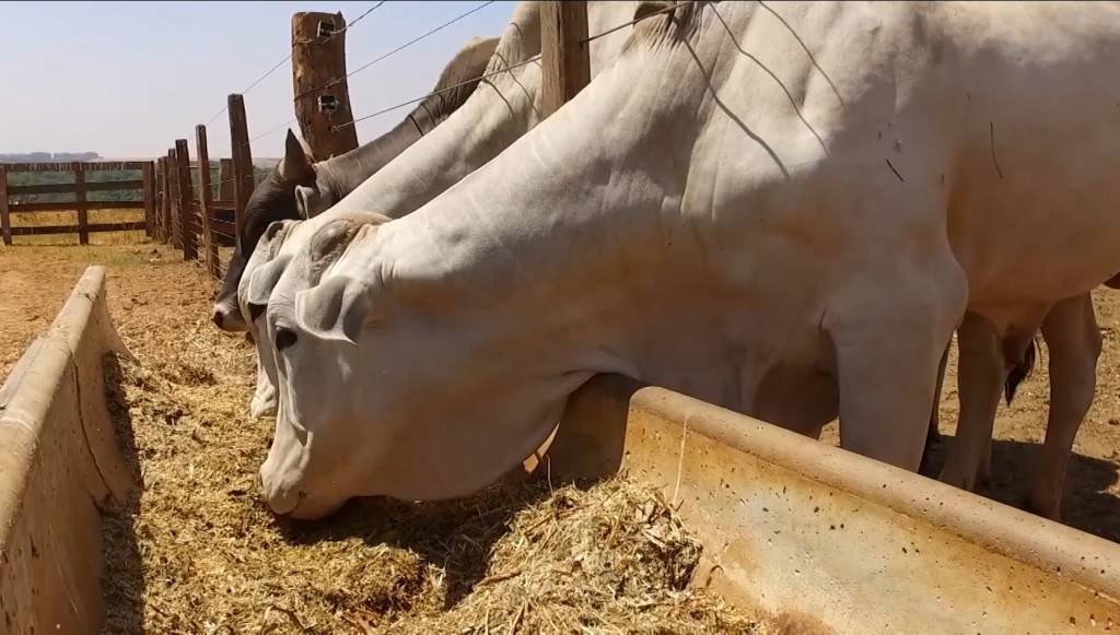 Cultivo de sorgo cresce 22,3% – SBA1