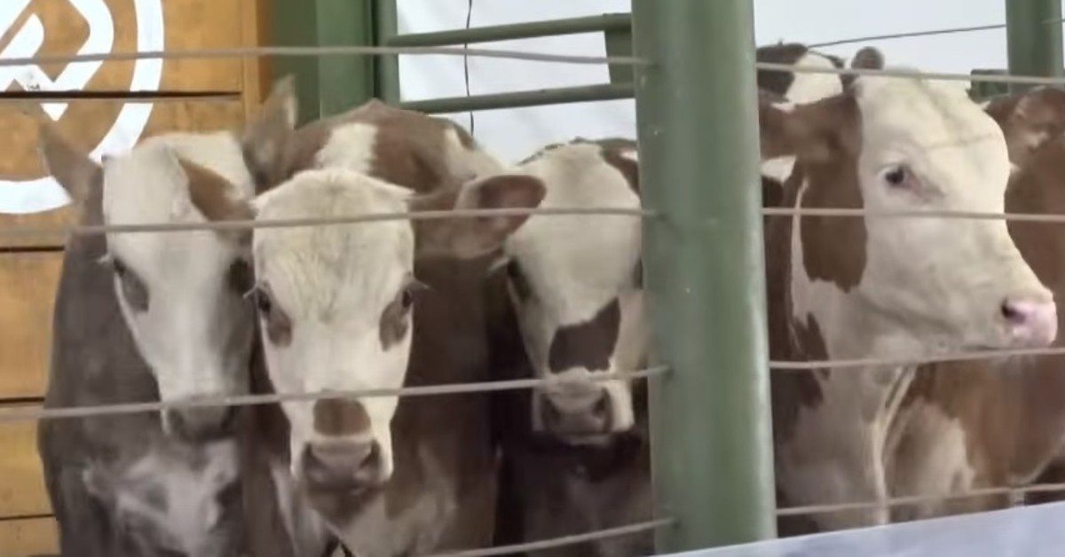 média de R$ 2.109/cabeça em Francisco Beltrão • Portal DBO