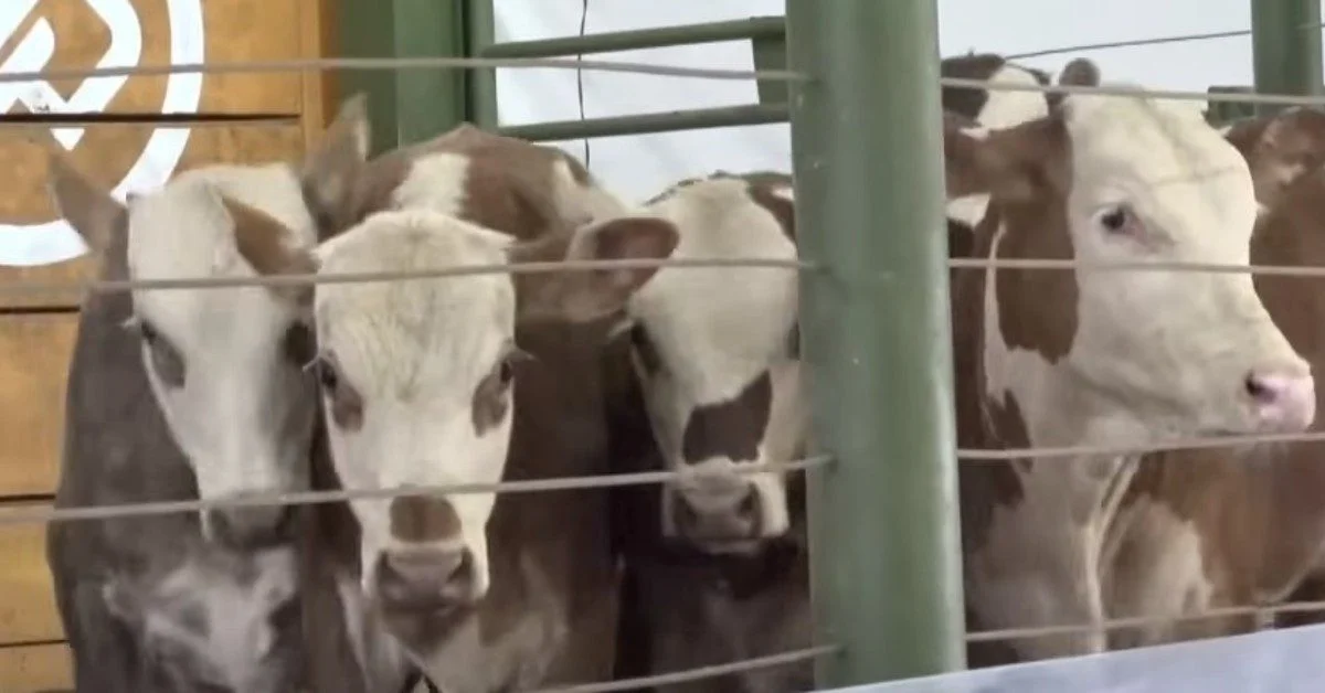 Custo médio de R$ 2.109 por cabeça em Francisco Beltrão! 17 média de R$ 2.109/cabeça em Francisco Beltrão • Portal DBO