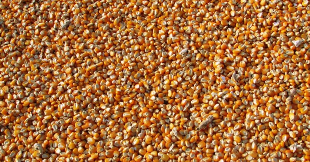 Exportações de milho devem sofrer queda de 11% no ciclo 2023/24