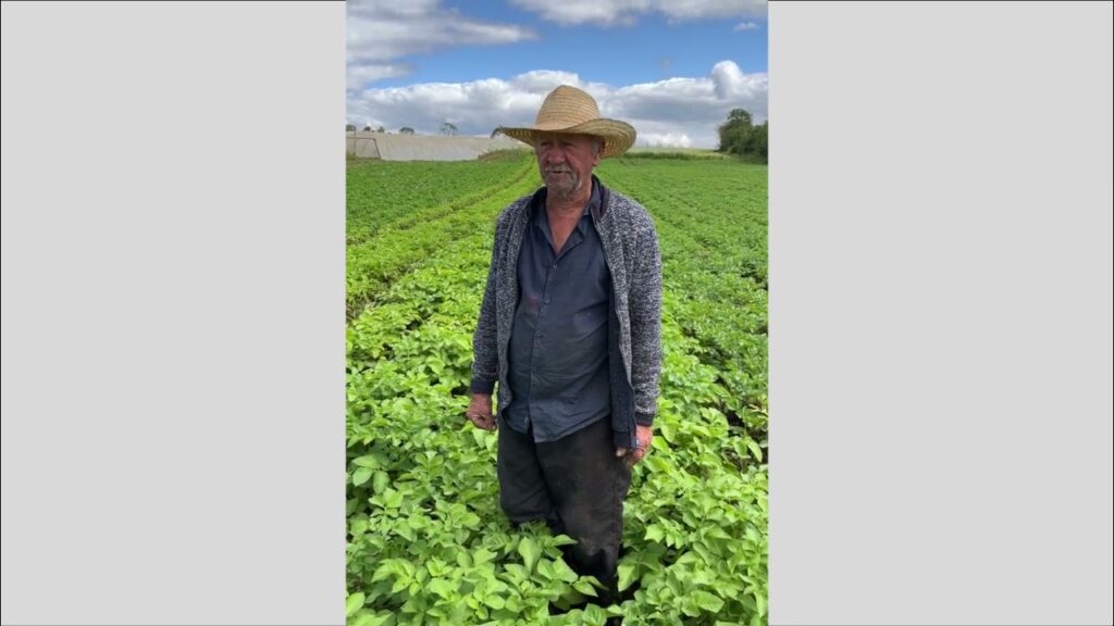 depoimento do produtor da batata f50 cecilia leonardo kmiecik do parana
