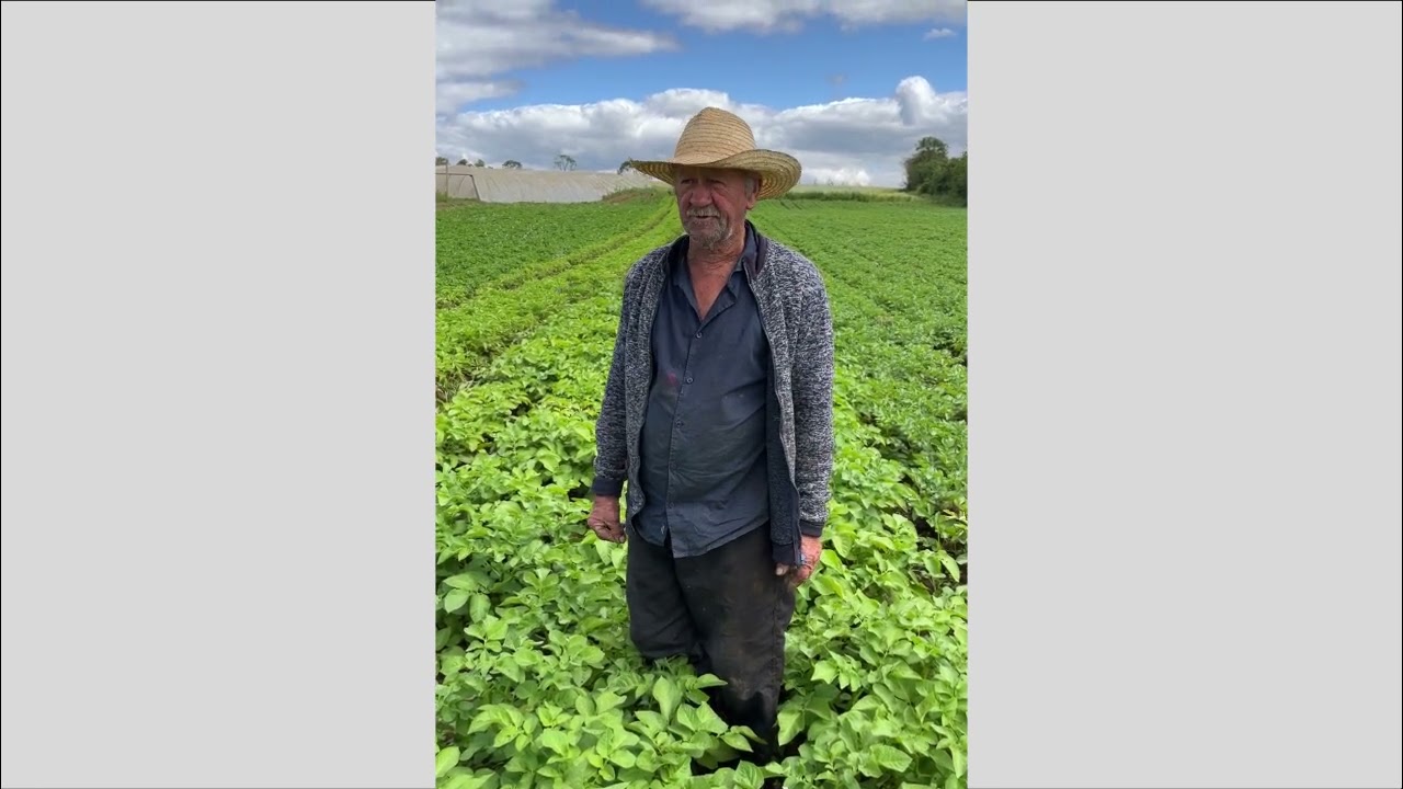 depoimento do produtor da batata f50 cecilia leonardo kmiecik do parana