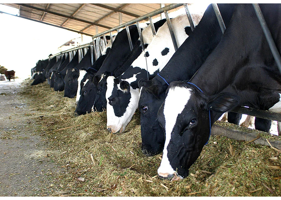 Desafios e oportunidades na produção leiteira – O Presente Rural