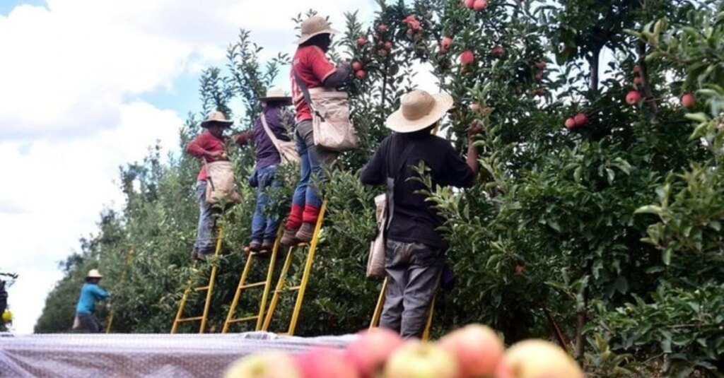 Produtores de maçã enfrentam desafios na colheita