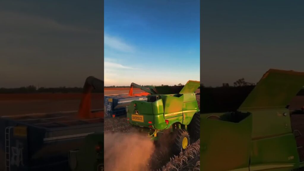 descubra a colheita do sorgo