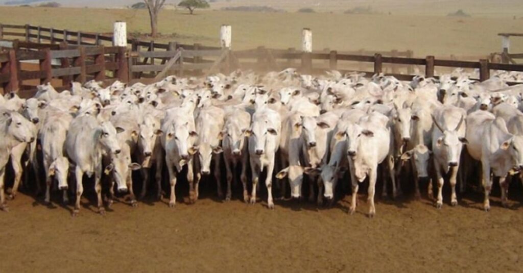 Novilhas Nelore: confira qual deve ser a dieta ideal para animais de 1 ano de idade