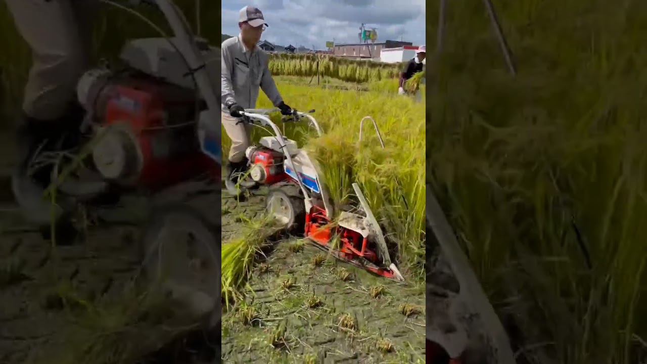 “Descubra a ferramenta de colheita” #agro #agricultura