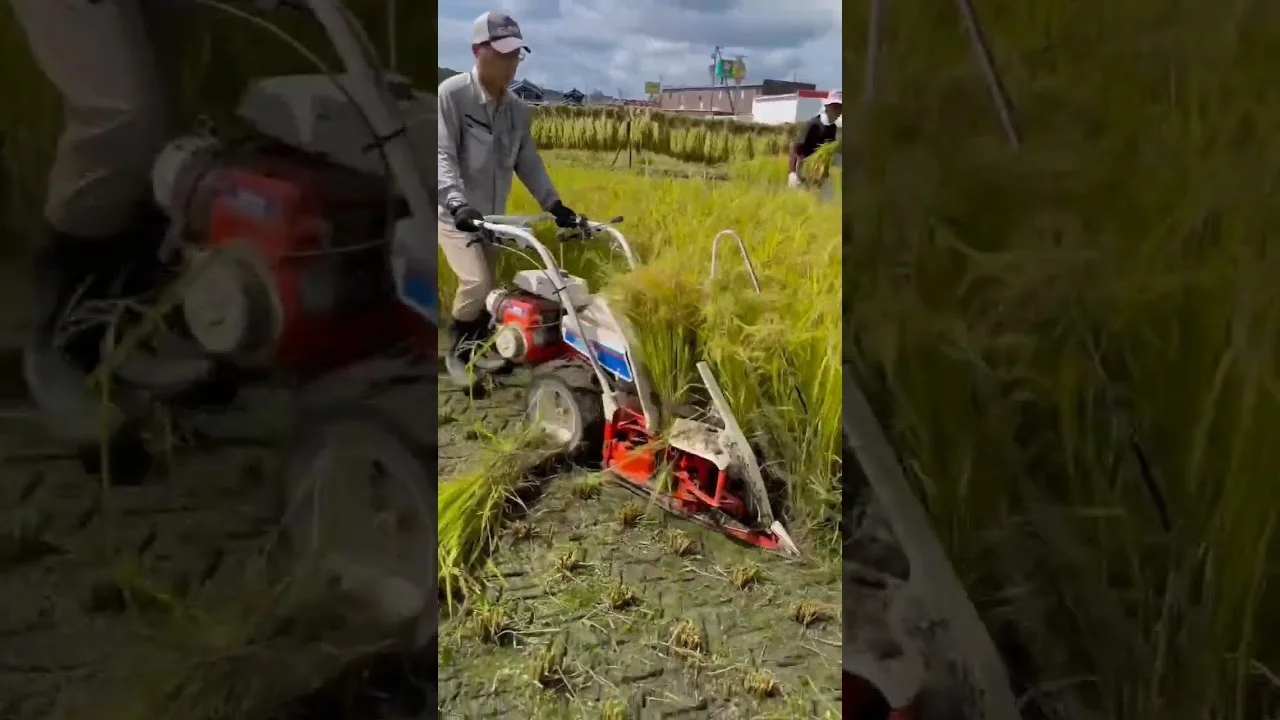 "Descubra a ferramenta de colheita" #agro #agricultura 18 descubra a ferramenta de colheita agro agricultura