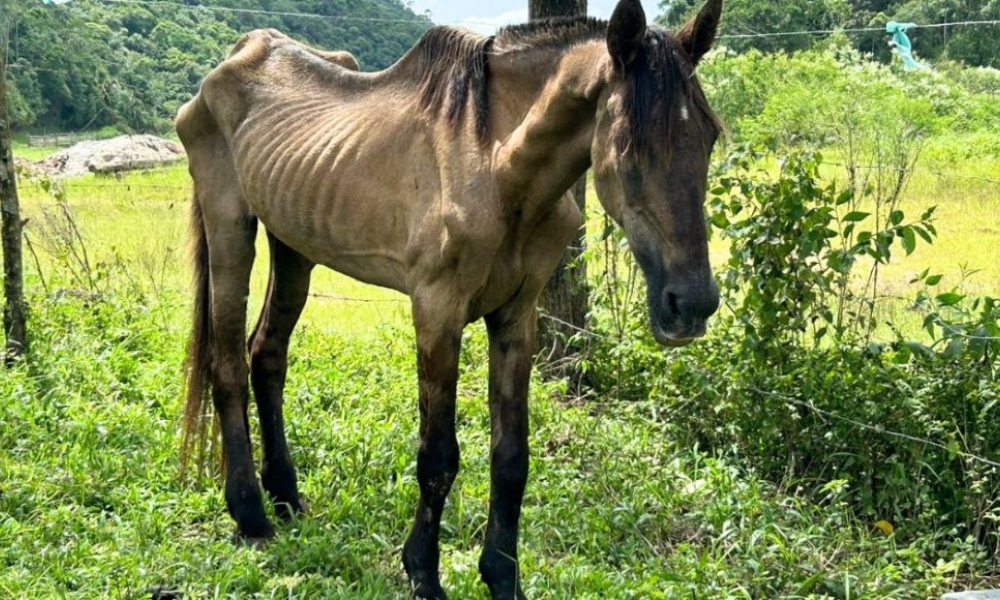 Descubra a história emocionante de Xanthus – VipSocial ® | Tv Vip ®