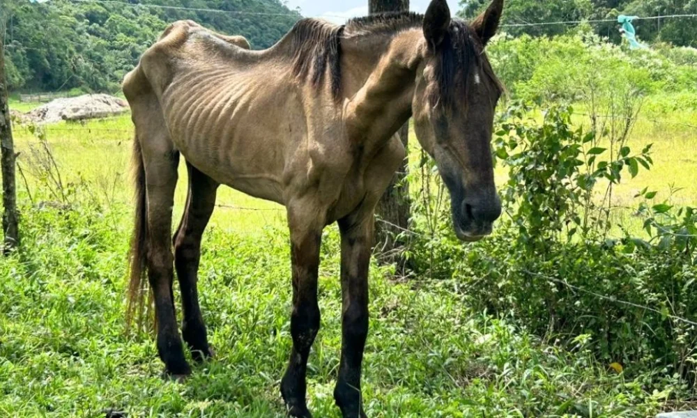 Cavalo resgatado após sofrer maus-tratos; Xanthus foi vítima de agressão brutal - VipSocial ® | Tv Vip ®
