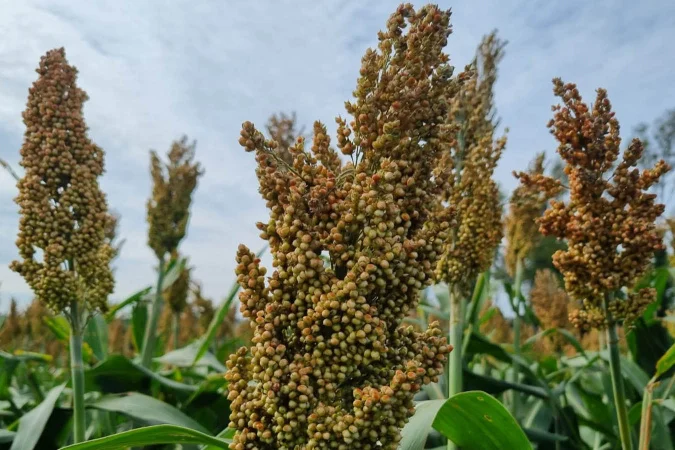 IDR-Paraná promove dia de campo em Paranavaí sobre sorgo na alimentação do gado