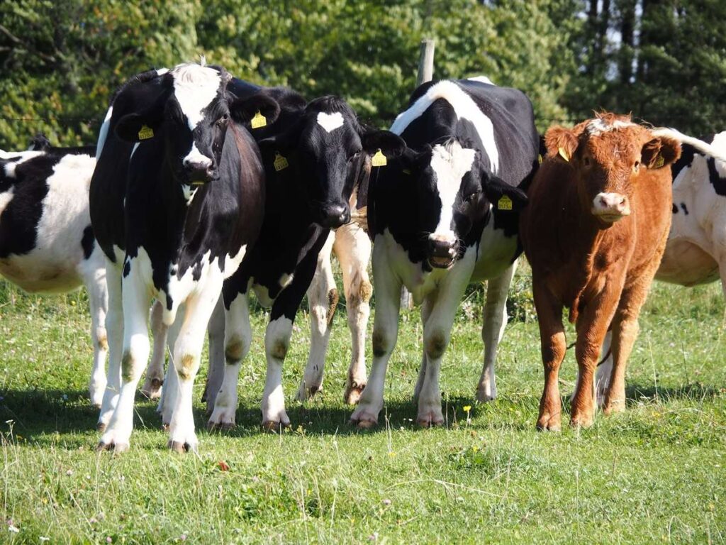 A cor da pelagem das vacas influencia no pastejo?