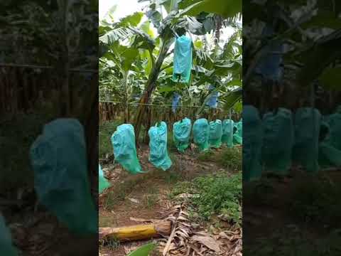 “Descubra a Inovadora Maneira de Transportar Bananas” #agro #agricultura #brasil