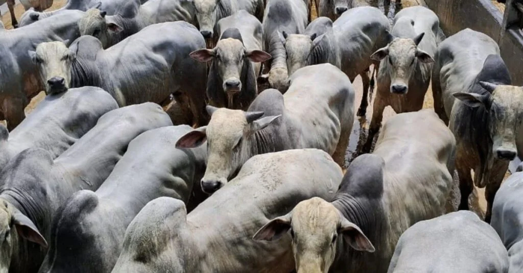 Descubra a magia da Bahia! 7 O que a Bahia tem? É espetáculo de gado jovem de quase 21@ na TIP