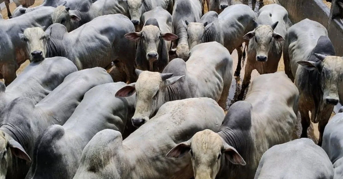 Descubra a magia da Bahia!