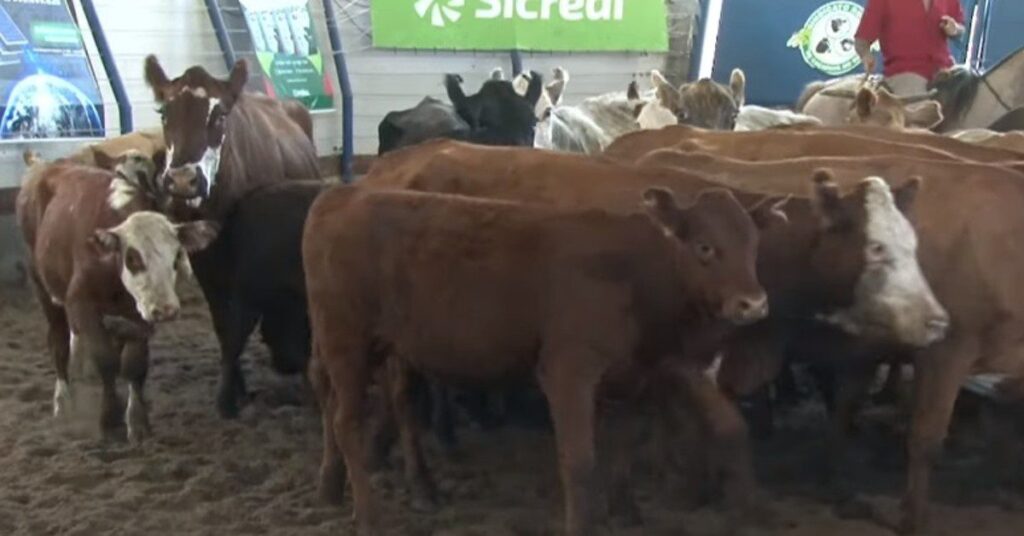 média de R$ 2.252 em Caçapava do Sul • Portal DBO