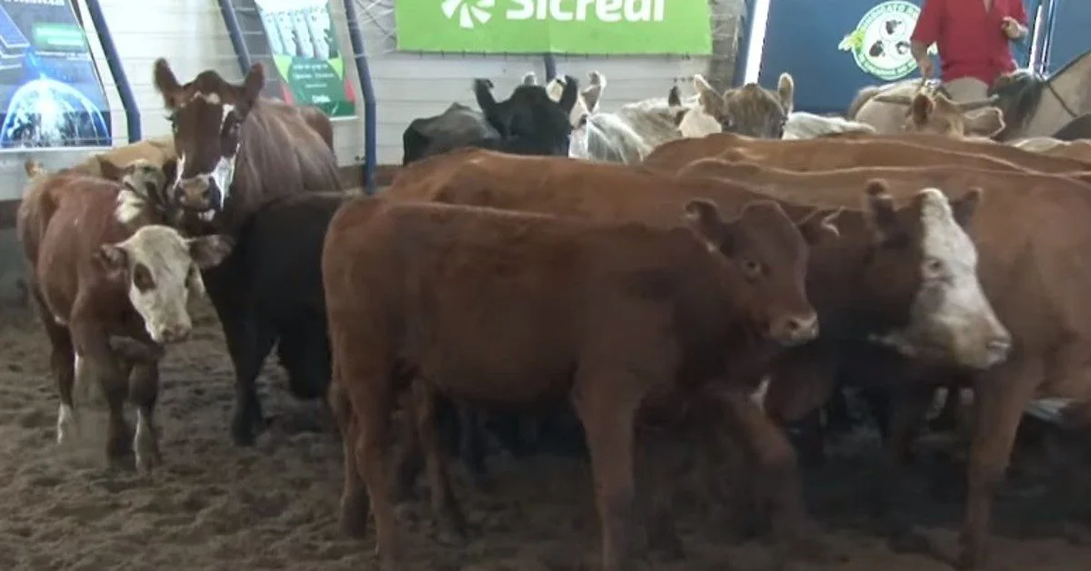 Descubra a média de R$ 2.252 em Caçapava do Sul! 3 média de R$ 2.252 em Caçapava do Sul • Portal DBO