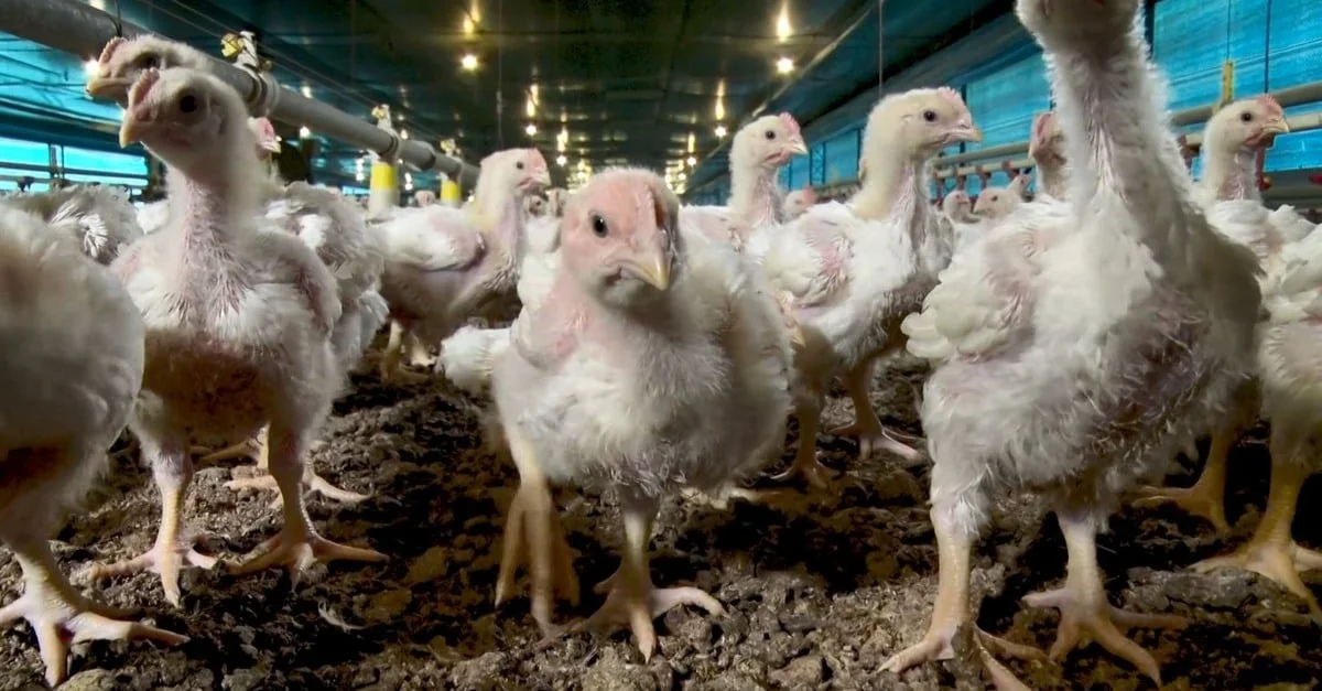 Como é produzido o frango direcionado para exportação