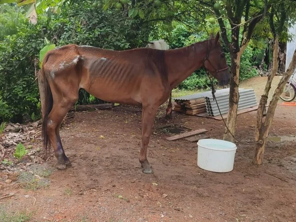 Descubra as medidas tomadas contra maus tratos! 6 Maus tratos a animal gera ação do setor de meio ambiente da Prefeitura de Corupá