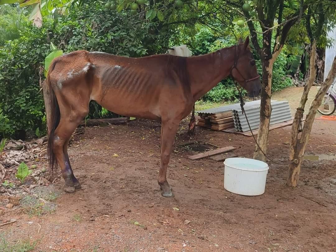 Descubra as medidas tomadas contra maus tratos!