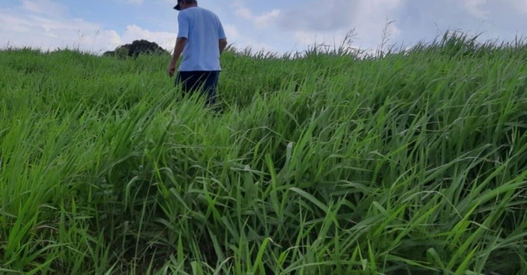 Conheça as pastagens e volumosos ideais para uma engorda eficiente e alta taxa de lotação 