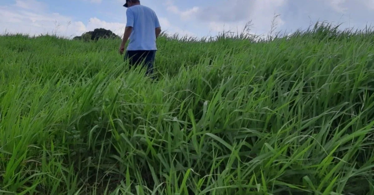 Descubra as melhores pastagens para engorda eficiente! 24 Conheça as pastagens e volumosos ideais para uma engorda eficiente e alta taxa de lotação