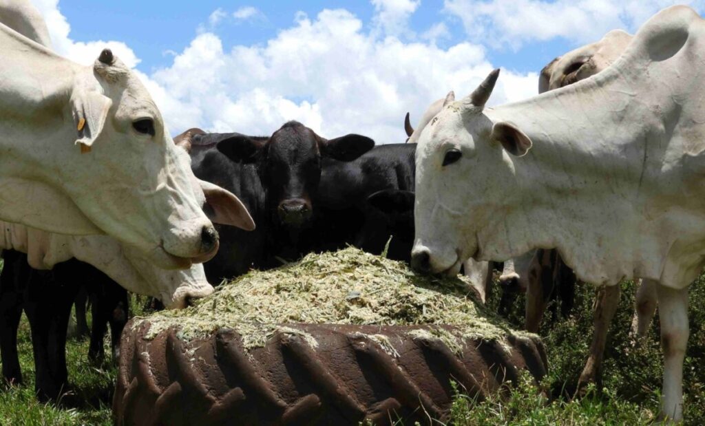 Dia de Campo apresenta pesquisas com sorgo na pecuária do Paraná – O Presente Rural