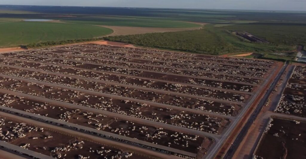 Conheça as tecnologias que estão turbinando a eficiência da engorda do gado no cocho