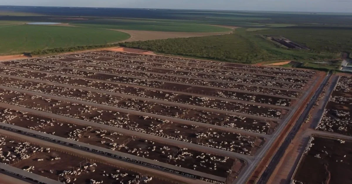 Descubra as tecnologias revolucionárias da engorda do gado! 19 Conheça as tecnologias que estão turbinando a eficiência da engorda do gado no cocho