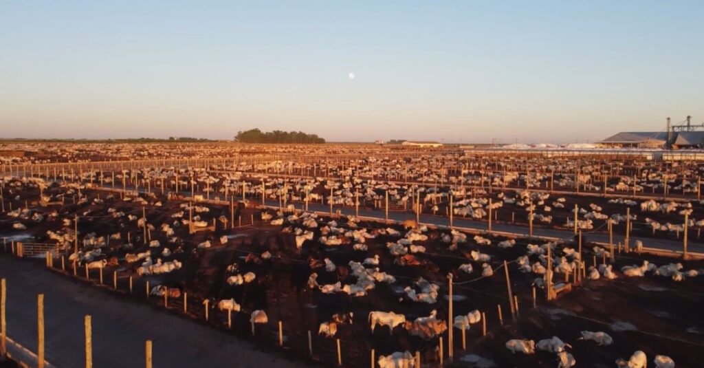 Entenda quais são as tendências mundiais para fisgar o consumidor de carne